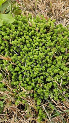 Tasteless Stonecrop