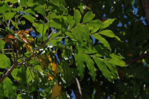 Flindersia xanthoxyla, photograph 4