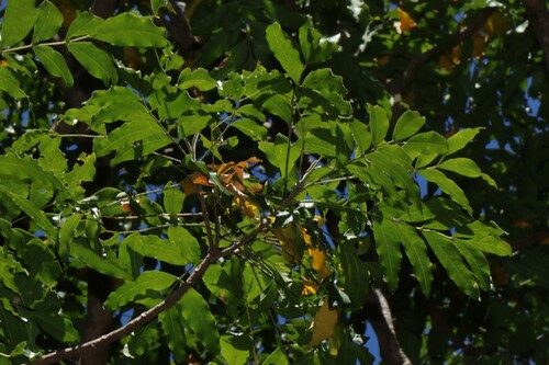 Flindersia xanthoxyla, photograph 5