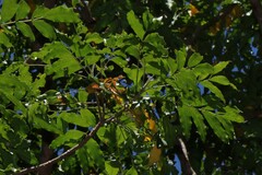 Flindersia xanthoxyla, photograph (c) Greg Tasney, some rights reserved (CC BY-SA)