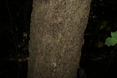 Flindersia xanthoxyla, photograph (c) Greg Tasney, some rights reserved (CC BY-SA)