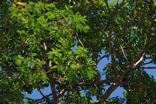 Flindersia xanthoxyla, photograph 3