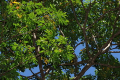 Flindersia xanthoxyla, photograph (c) Greg Tasney, some rights reserved (CC BY-SA)