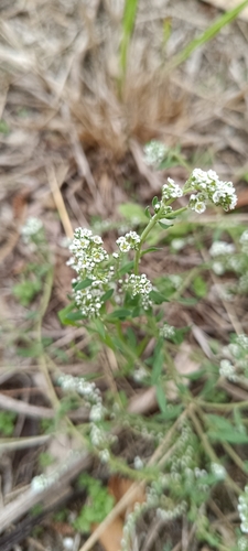 Strapwort