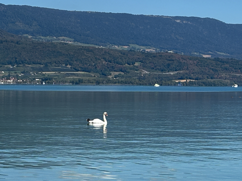 Mute Swan