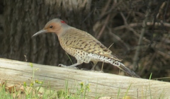 Colaptes auratus auratus