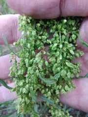 Rumex crispus