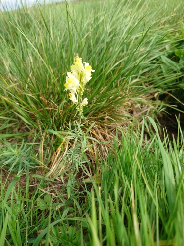 common toadflax