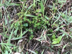 Ayenia euphrasiifolia