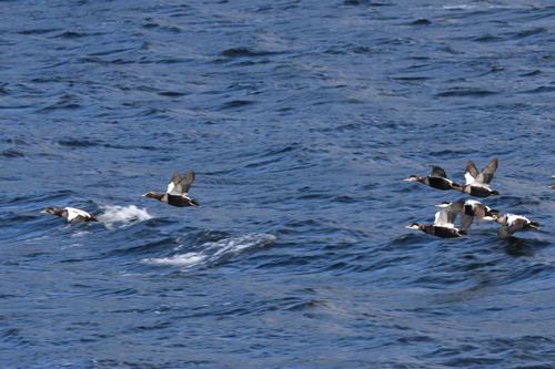 Common Eider