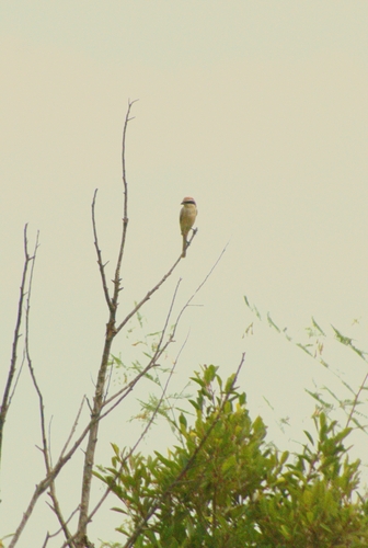 Brown Shrike