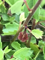 Ayenia euphrasiifolia