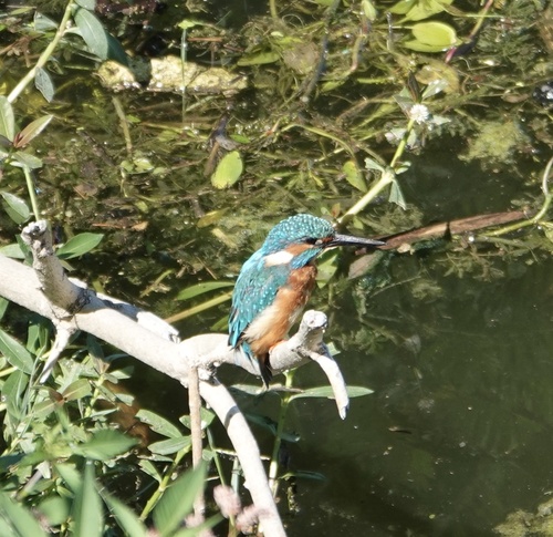 Common Kingfisher