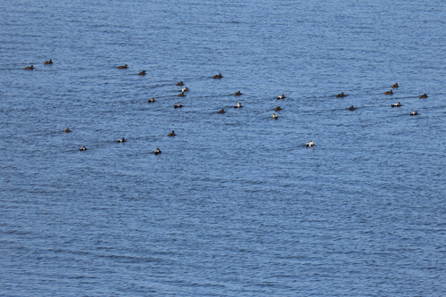 Common Eider
