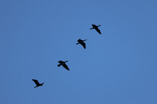 Great Cormorant