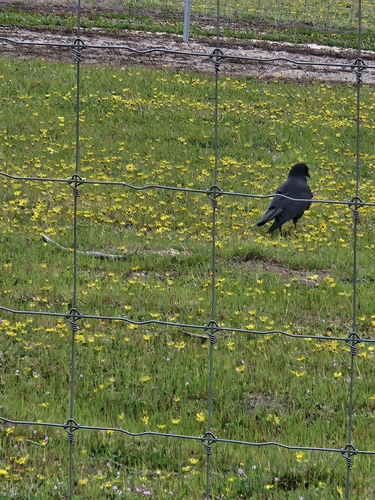 Australian Raven