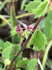 Ayenia euphrasiifolia