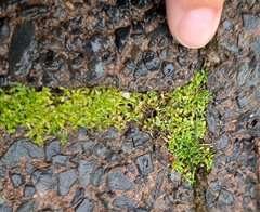 Callitriche terrestris