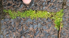 Callitriche terrestris, photograph (c) Jessica Utrup, some rights reserved (CC BY)