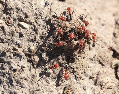Iridomyrmex sanguineus