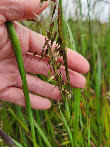longflower veldtgrass