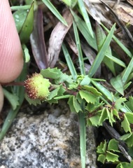 Ayenia euphrasiifolia