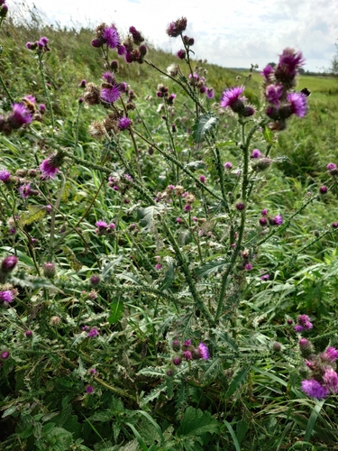 Broad-winged Thistle