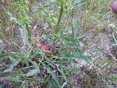 Rumex crispus