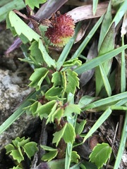 Ayenia euphrasiifolia