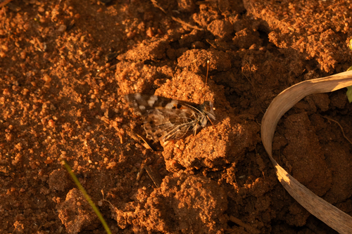 Australian Painted Lady