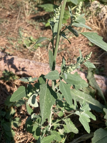 Common Lambsquarters