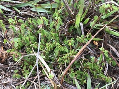 Ayenia euphrasiifolia