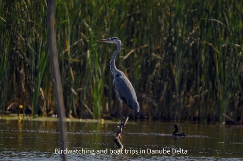 Grey Heron