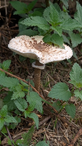 Parasol
