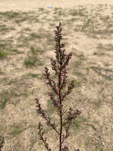 Field Sagewort