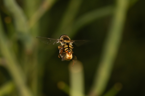 Yellow-shouldered Stout Hover Fly