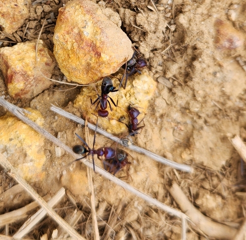 Southern Meat Ant