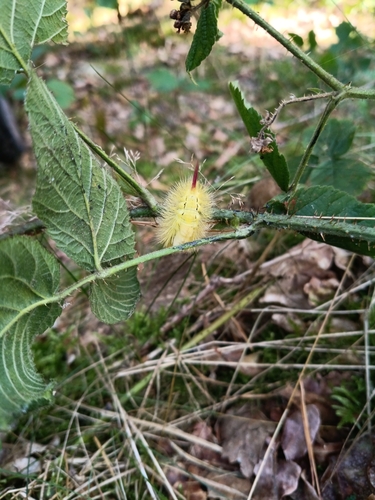 Pale Tussock Moth