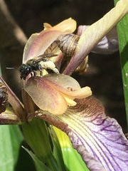 Andrena nigrocaerulea