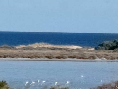 Greater Flamingo