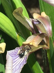 Andrena nigrocaerulea