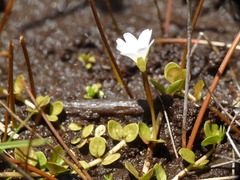 Epilobium komarovianum