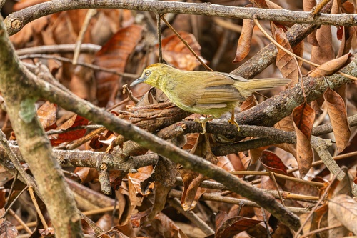 Pin-striped Tit-Babbler