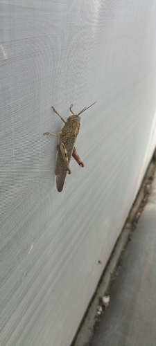 Egyptian Bird Grasshopper