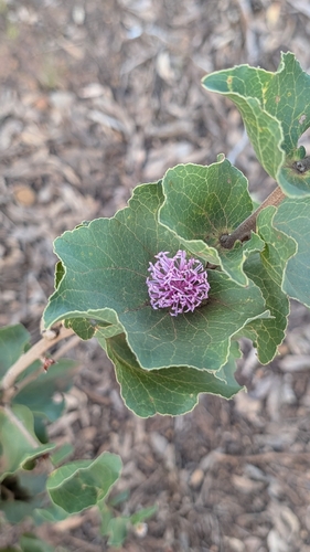 scallop hakea