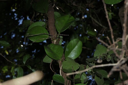 Hoya australis, photograph 2