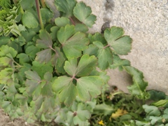 Aquilegia vulgaris