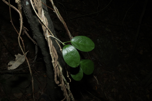 Hoya australis, photograph 3