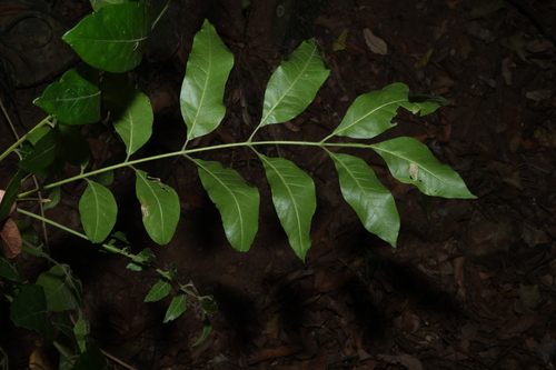 Flindersia xanthoxyla, photograph 1