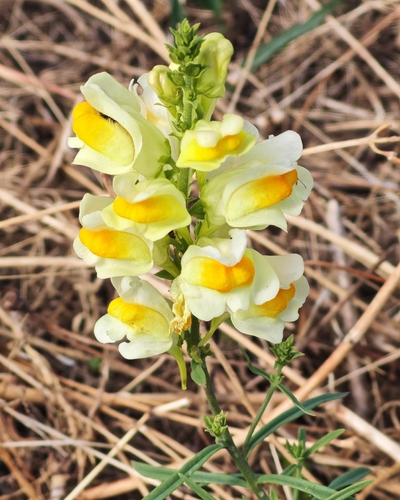 common toadflax